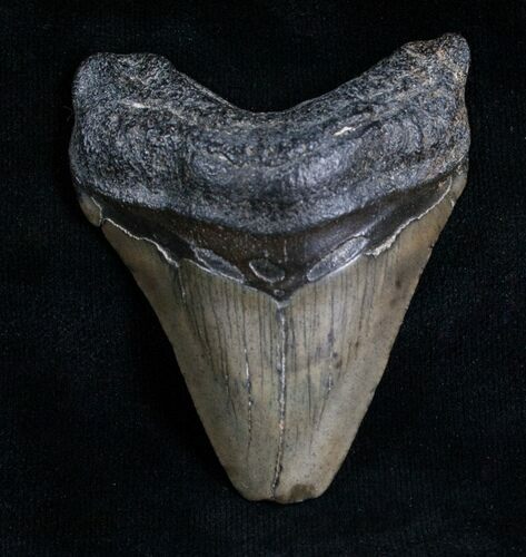 Bargain Megalodon Tooth - Peace River, FL #6077